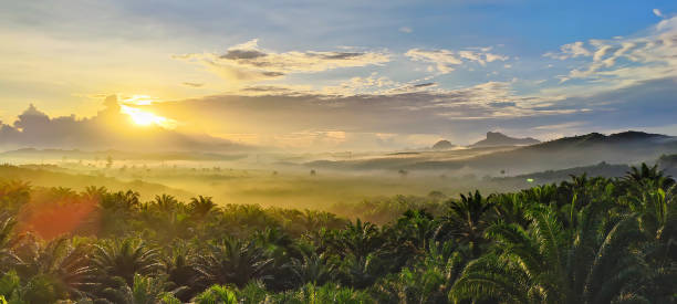 vista do nascer do sol da plantação de óleo de palma em lahad datu sabah, malásia bornéu. - east malaysia - fotografias e filmes do acervo