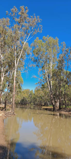 istock Barmah National Park, Victoria, Australia 1369665659