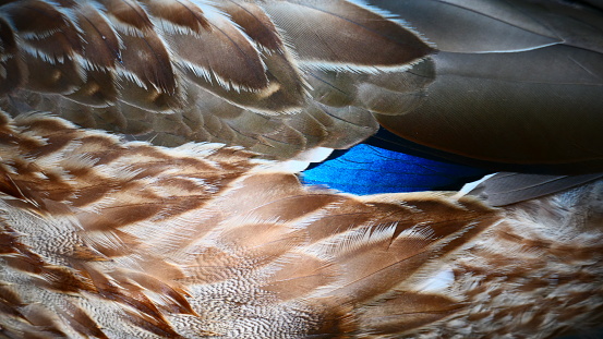 Duck feathers in macrophotography