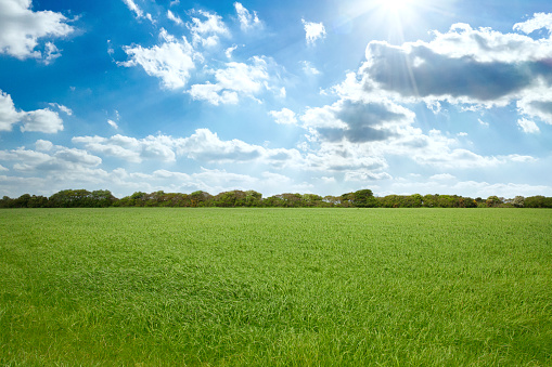 A bright green grassy field on a sunny summer day.