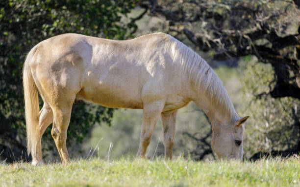 istock White horse grazing in the meadow 1369666867