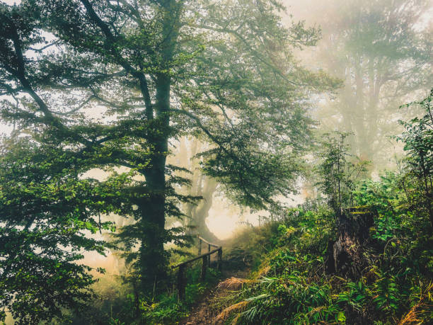istock Path through the Black Forest in Germany with fog. 1369666915