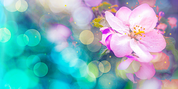 Abstract Spring Flower Blossom Background with Colorful Bokeh Lights, Horizontal with Copy Space