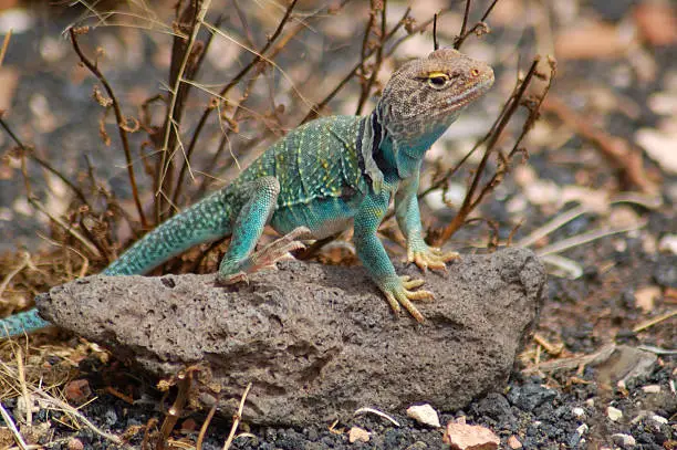 Photo of Eastern Collard Lizard