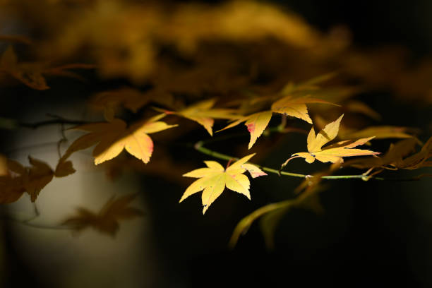 Yellow Autumn leaves in Japan with out of focus background