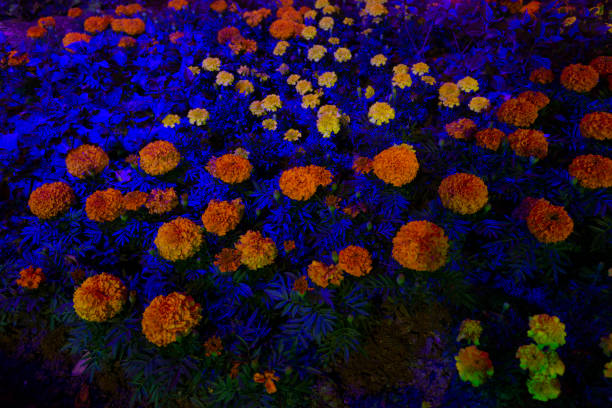 Flowers illuminated by the artificial lights