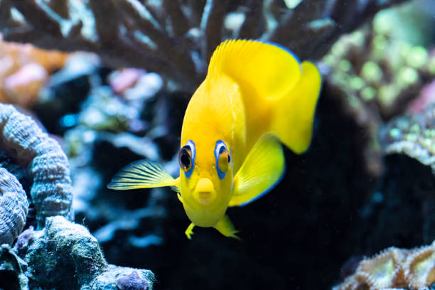 천사는 시계를 유지 - angelfish fish pets sea life 뉴스 사진 이미지