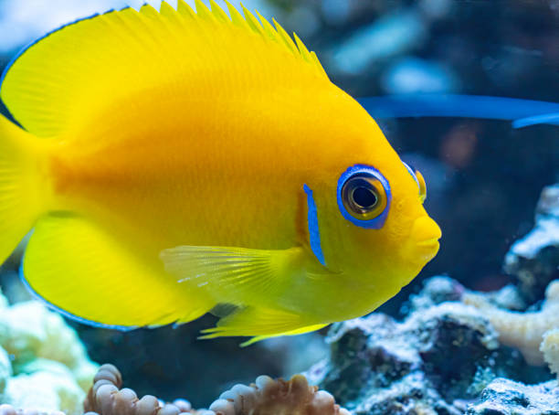 istock Lemon peel angelfish swims over the reef 1369673630
