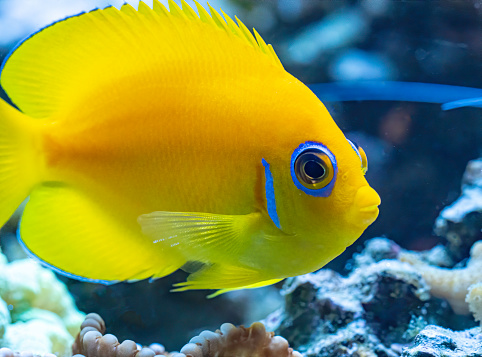 A bright yellow lemon peel angelfish swims over a palythoa coral on the reef