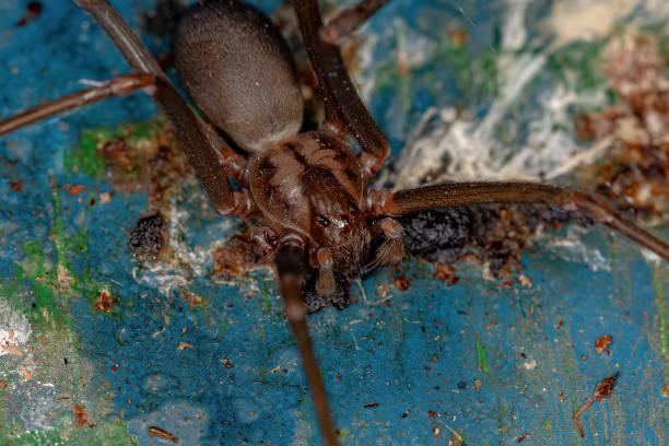 istock Adult Recluse Spider 1369673858