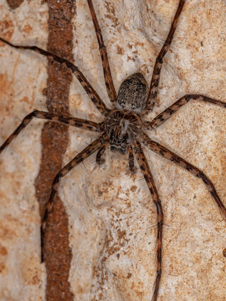 istock Adult Female Trechaleid Spider 1369674854