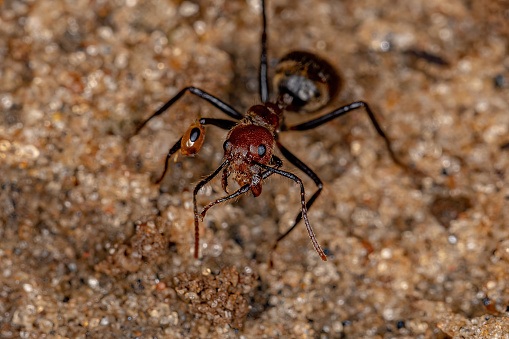 Adult Odorous Ant of the species Dolichoderus quadridenticulatus with a prey pseudomyrmex ant head bitten on the leg