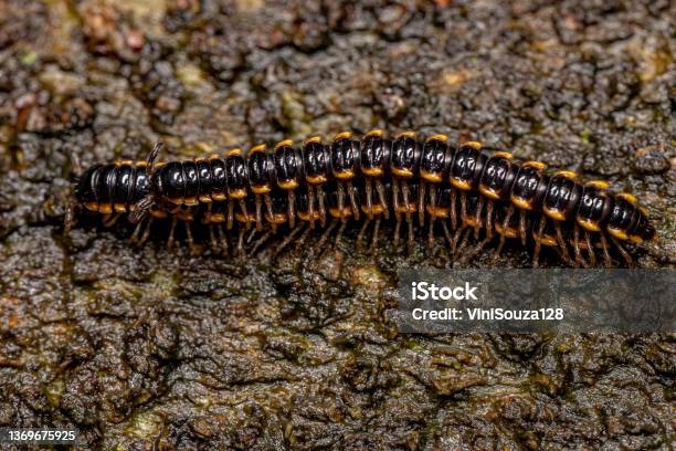 Small Long Flange Millipede Stock Photo - Download Image Now - Animal, Animal Wildlife, Arthropod