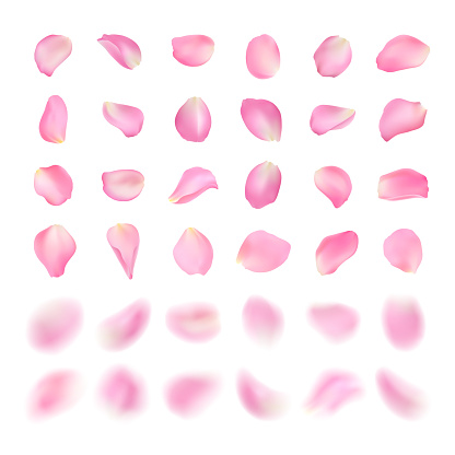 Vector template of different shape pink rose petal isolated on white background. Realistic volumetric blurred sakura petals. Blur effect illustration