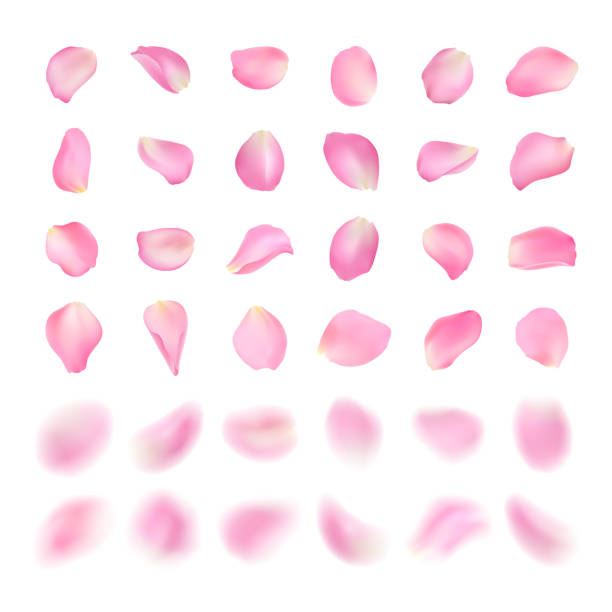 Vector template of different shape pink rose petal isolated on white background. Realistic volumetric blurred sakura petals. Blur effect illustration. Vector template of different shape pink rose petal isolated on white background. Realistic volumetric blurred sakura petals. Blur effect illustration rose petal stock illustrations