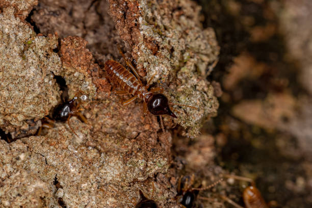 istock Adult Nasute Termites 1369677040