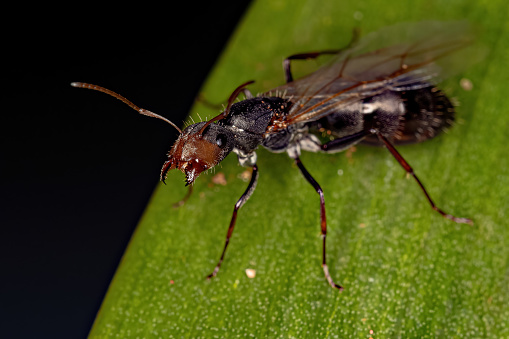 Adult Female Carpenter Queen Ant of the genus Camponotus