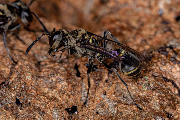 istock Adult Paper Wasp 1369677257