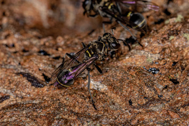 istock Adult Paper Wasp 1369677261