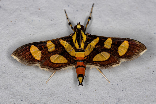 Male Adult Orange-spotted Flower Moth of the species Syngamia florella