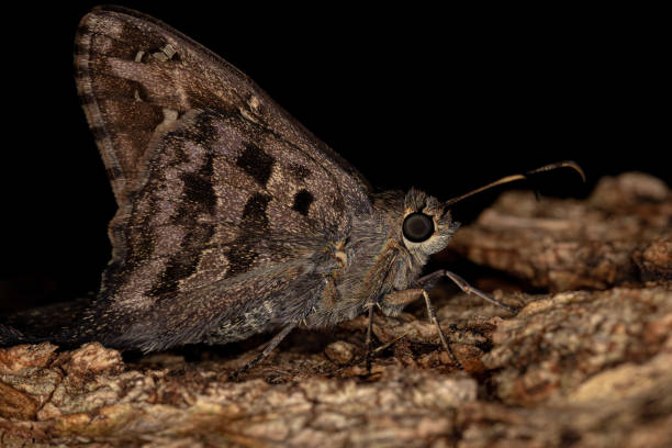 istock Adult Dorantes Longtail Butterfly 1369678096