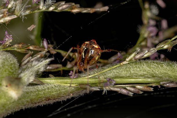 Small Cobweb 280+ Theridiidae Stock Photos, Pictures & Royalty-Free Images - iStock