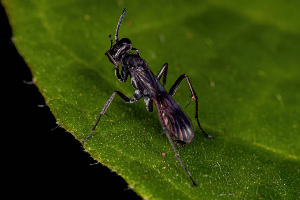 istock Adult Spider Wasp 1369678156