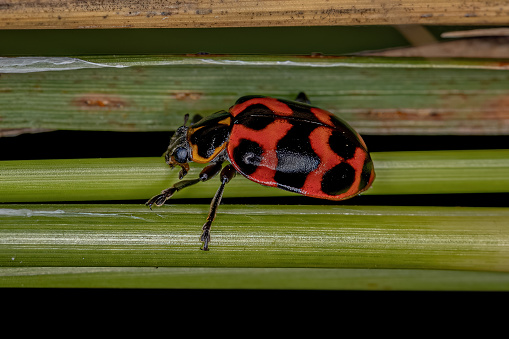 Adult Lady Beetle of the species Coleomegilla occulta