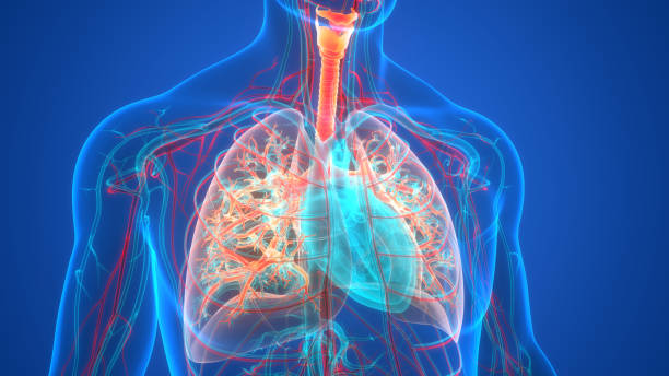人間の呼吸器の肺の解剖学 - human lung tuberculosis bacterium emphysema human trachea ストックフォトと画像