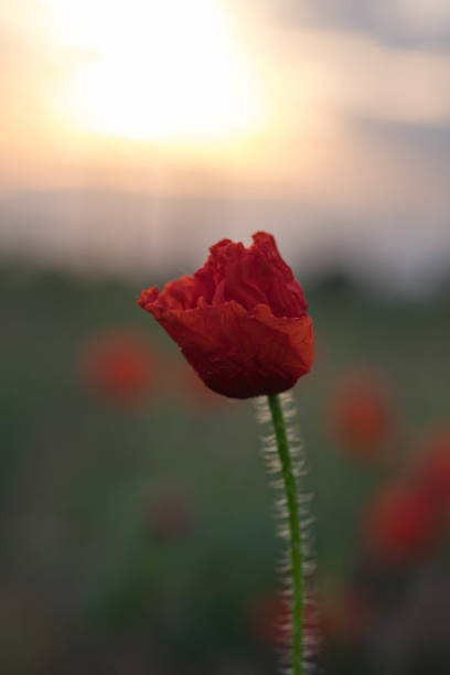 istock Red poppy illuminated by the rising sun 1369684330