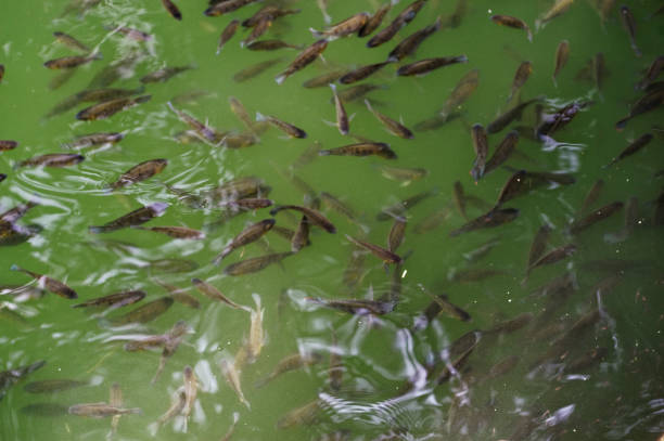 Black fish swimming in pond of Pavanchakki at Aurangabad state Maharashtra India
