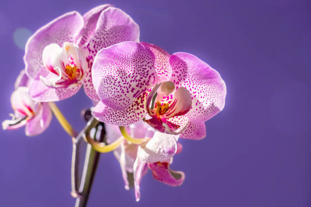 istock Lovely pink orchid on purple background 1369688536