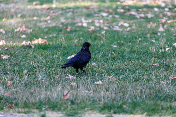 istock Crow on grass field in park 1369689323