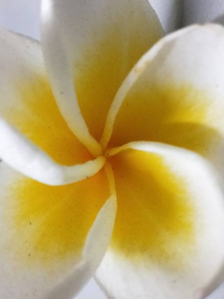 istock Closeup Macro View of Yellow flower 1369690642