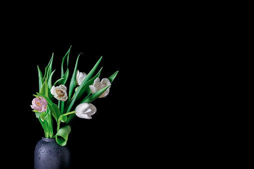 A bouquet of fresh tulips is on a black background. Luxurious bunch of flowers with drops of water on the leaves and buds. Copy space.