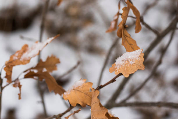 istock Snow on the Oak leaves, winter snow macro 1369690726