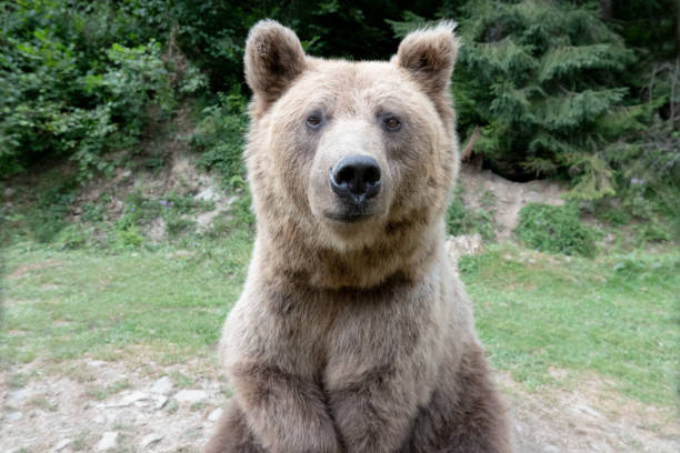 istock portrait of a brown bear on a forest background 1369691912