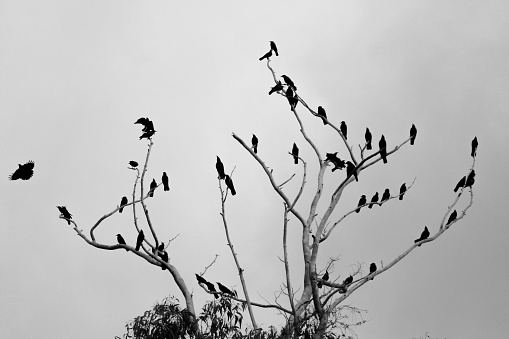 A winter tree with a pack of ravens sitting in the branches. A captivating view