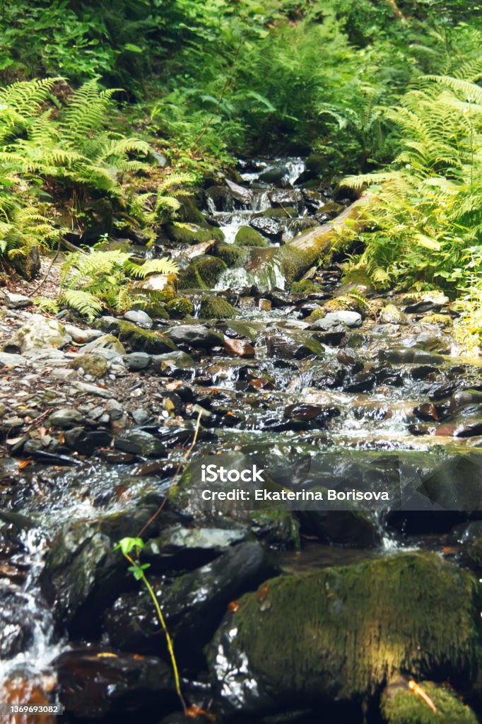 Mountain stream flowing over the mossy stones in a summer forest. Rosa Khutor Alpine Resort. Estosadok, Sochi, Russia. Alpine climate Stock Photo