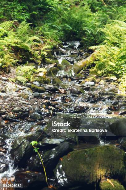Mountain Stream Flowing Over The Mossy Stones In A Summer Forest Rosa Khutor Alpine Resort Estosadok Sochi Russia Stock Photo - Download Image Now
