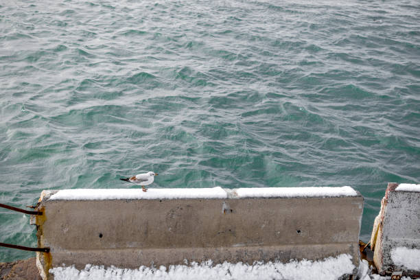 Beautiful seagull covered with snow, Istanbul/Turkey