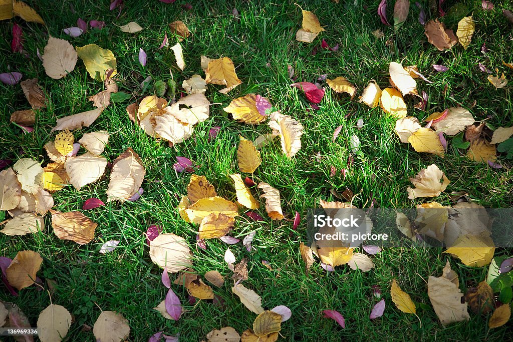 Fondo con césped y los colores del otoño - Foto de stock de Aire libre libre de derechos