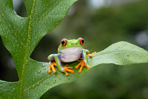 Colourful amphibian in moss. Red-eyed treefrog against green vegetation. Animals in natural habitat, tropical rainforest jungle.