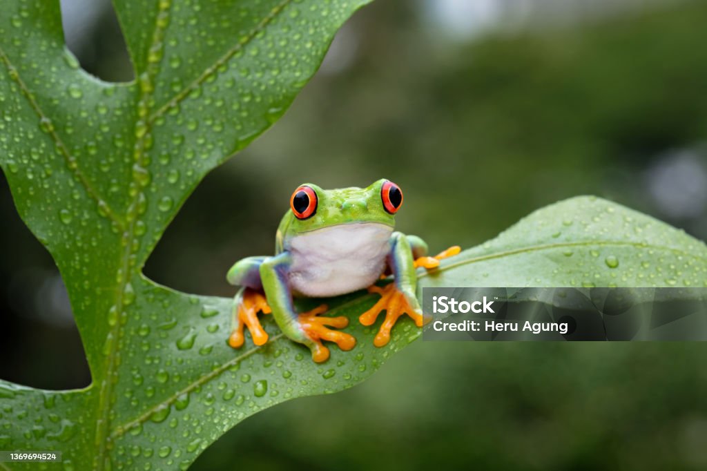 Frog A cute red-eyed frog is perched on a green leaf Frog Stock Photo