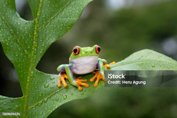 Frog Stock Photo - Download Image Now - Frog, Animal Wildlife, Amphibian