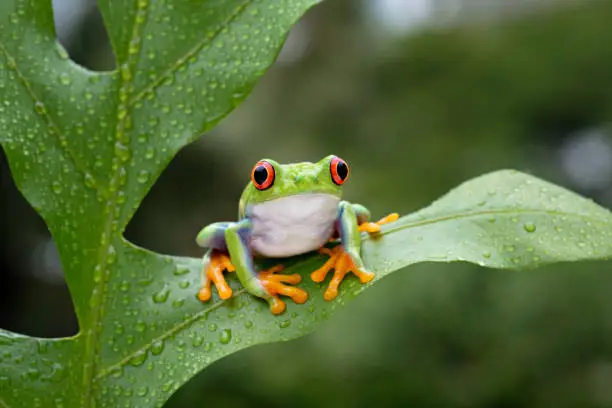 A cute red-eyed frog is perched on a green leaf