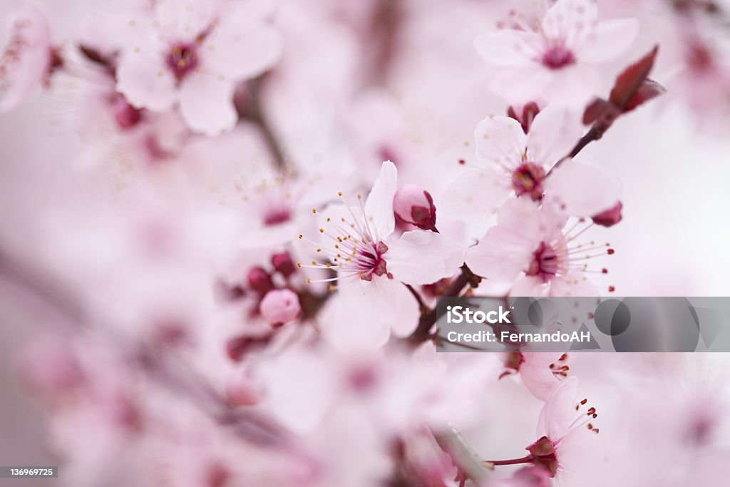 Cherry Blossoms (XXL - Стоковые фото Без людей роялти-фри