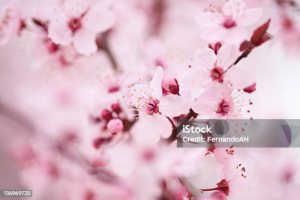 Cherry Blossoms Xxl — стоковые фотографии и другие картинки Без людей - Без людей, Весна, Вишня - дерево