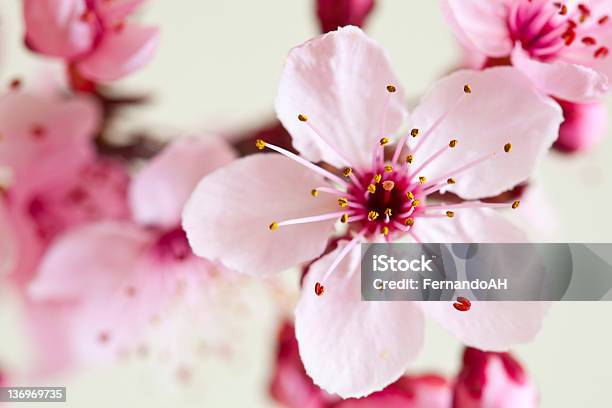 벚꽃 벚꽃에 대한 스톡 사진 및 기타 이미지 - 벚꽃, 0명, 겹벚꽃나무