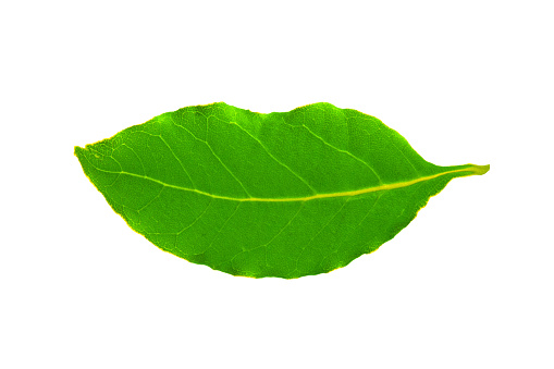 Smiling leaf on white background. Environment and sustainability concept.